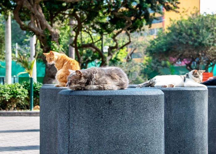 Parque Kennedy em Miraflores