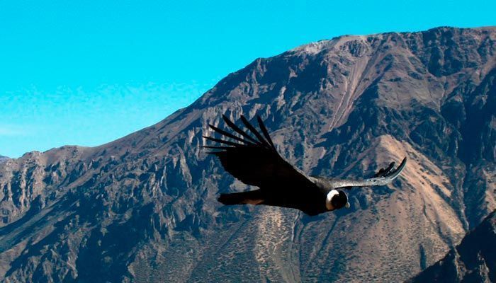 Tour al mirador del cóndor por Chonta