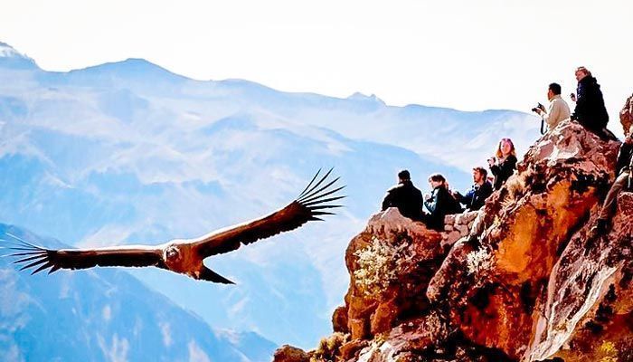 Tour al Mirador del Condor en Cusco