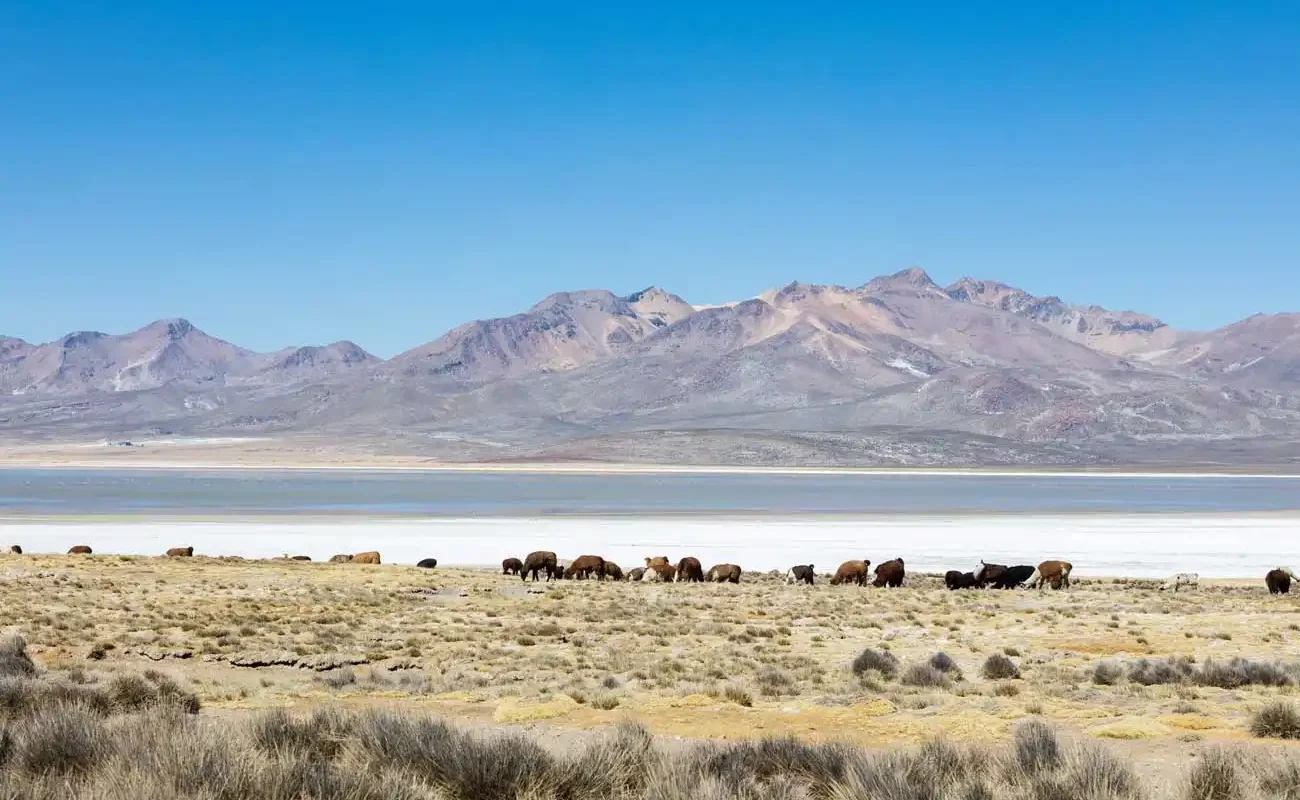 Excursión de Salar y laguna de Salinas + conexión a Puno