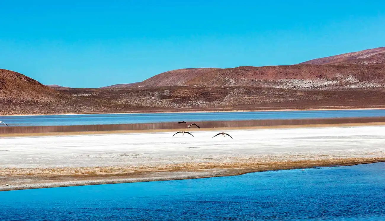 Excursión de Salar y laguna de Salinas + conexión a Puno