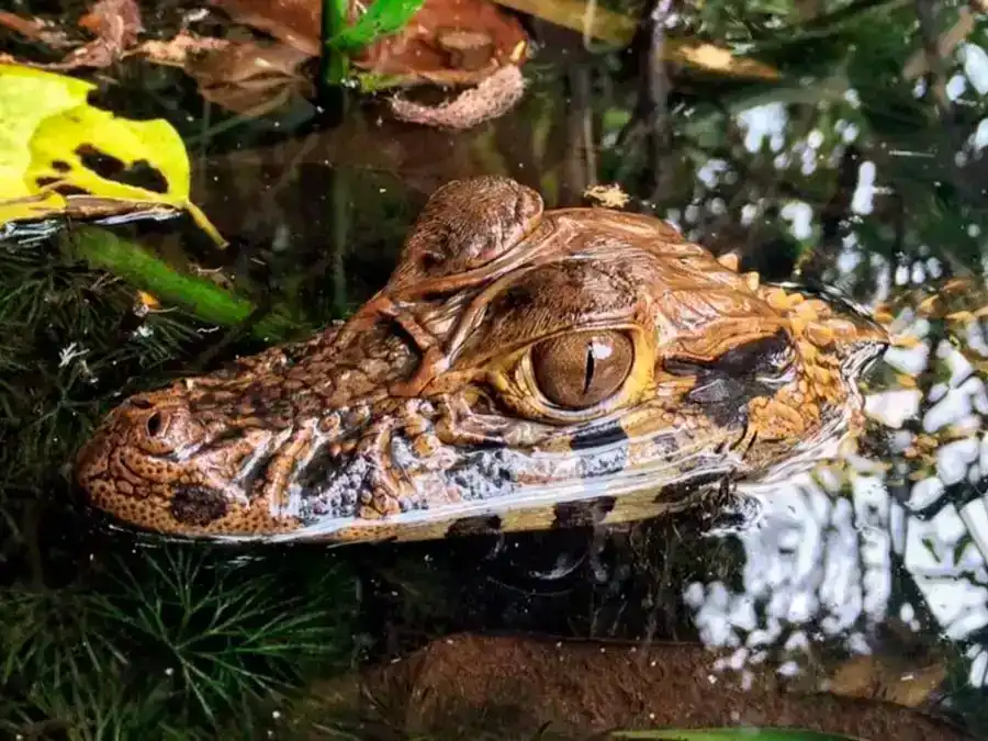 Expedición a Tambopata + lago Sandoval 6d/5n