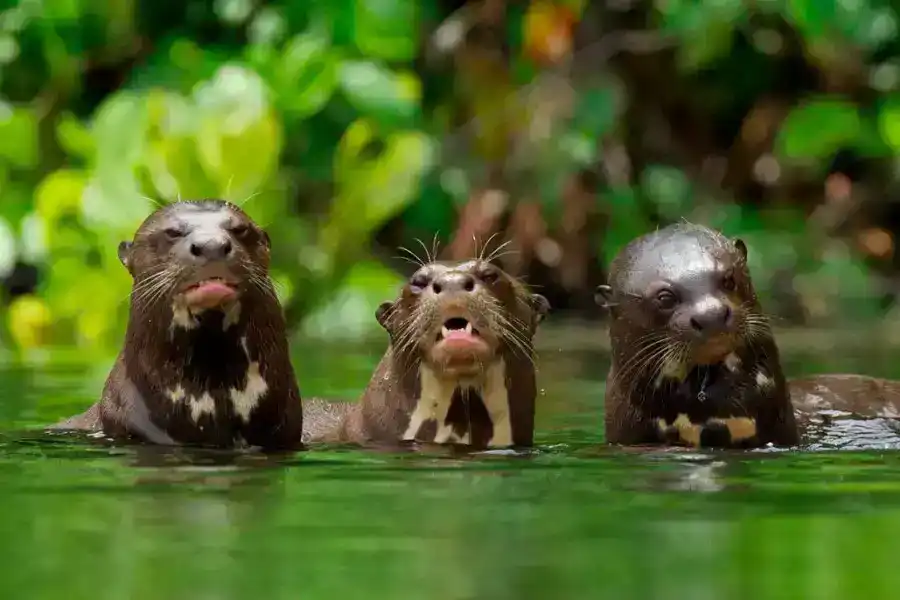 Expedición a Tambopata + lago Sandoval 6d/5n