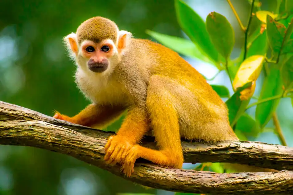 Tambopata aventurero + lago Sandoval 5d/4n