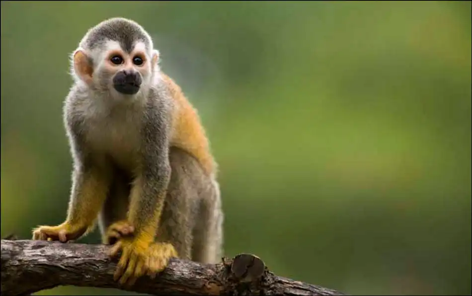 Tambopata aventurero + lago Sandoval 5d/4n