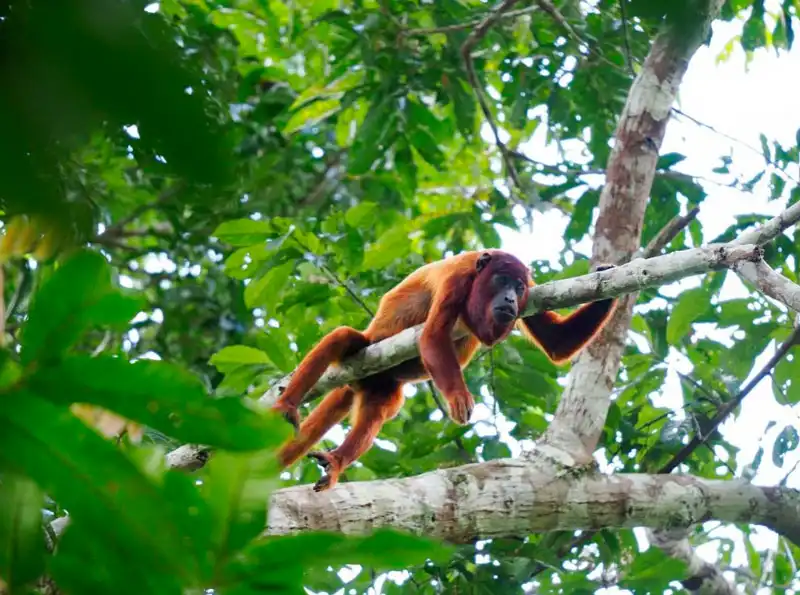 Tambopata Express + lago Sandoval 2d/1n