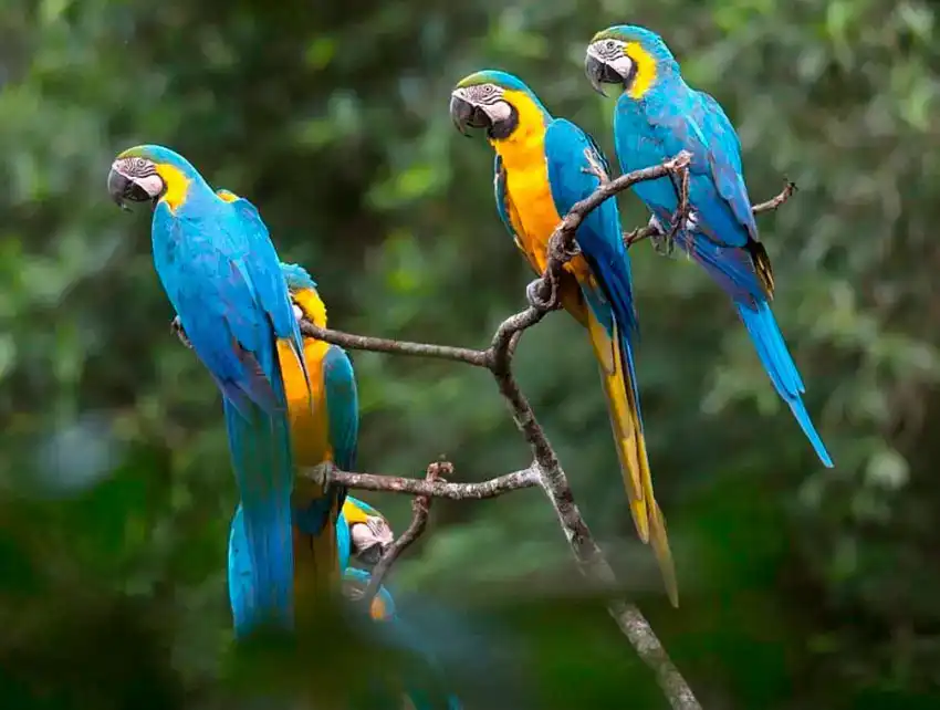 Tambopata + Lago Sandoval + Collpa de Guacamayos 5d/4n