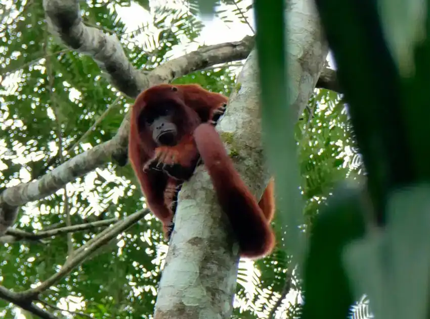 Tambopata + Lago Sandoval + Collpa de Guacamayos 5d/4n