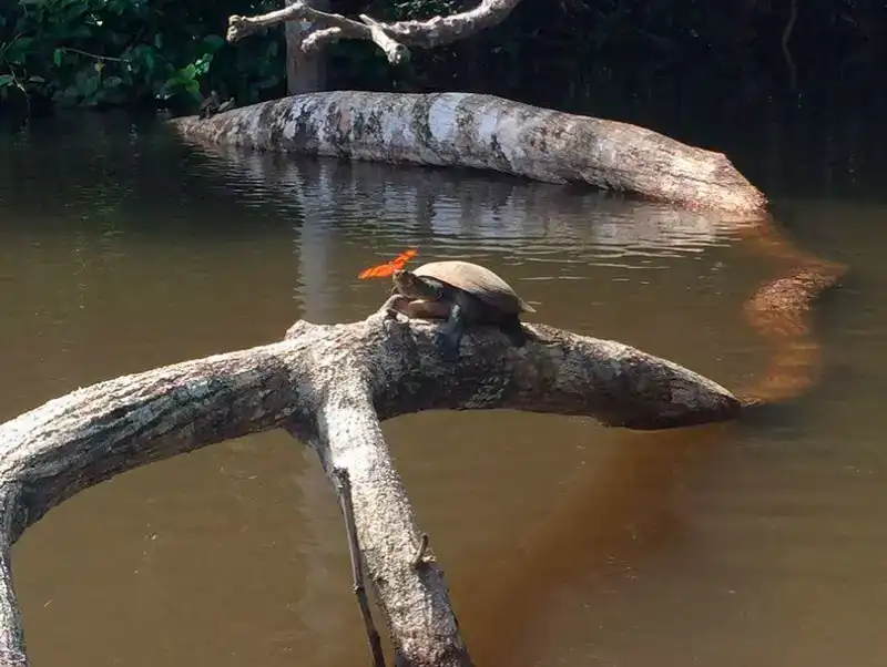 Tambopata + Lago Sandoval + Collpa de Guacamayos 5d/4n