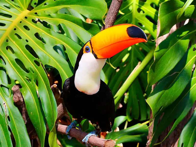 Tambopata mágico + lago Sandoval 3d/2n