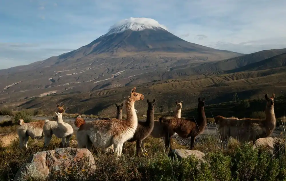 Excursión al salar y laguna de Salinas + Aguas termales Lojen