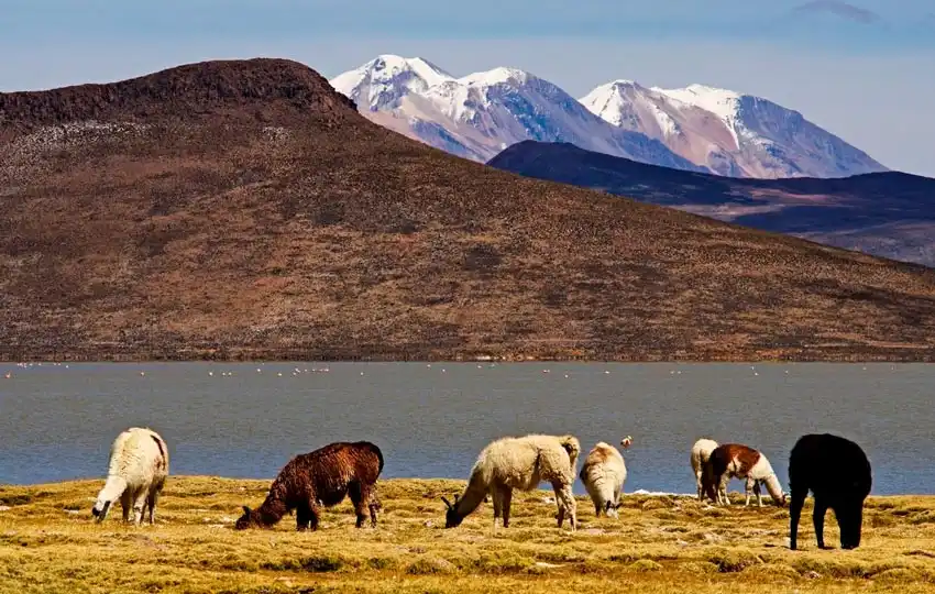 Excursión al salar y laguna de Salinas + Aguas termales Lojen