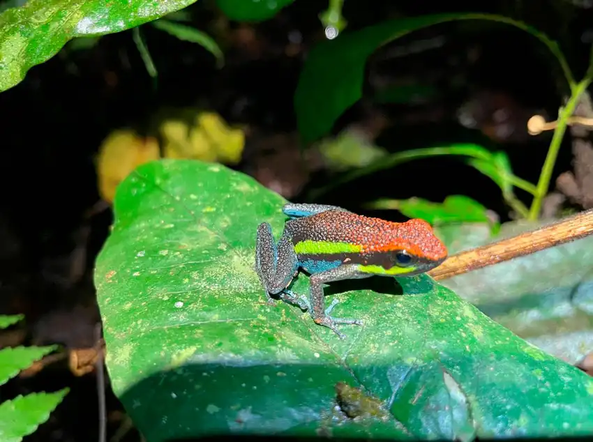 Tour al Parque Nacional Manu desde Cusco 3d/2n