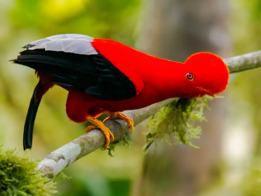 Tour al Parque Nacional Manu desde Cusco 3d/2n