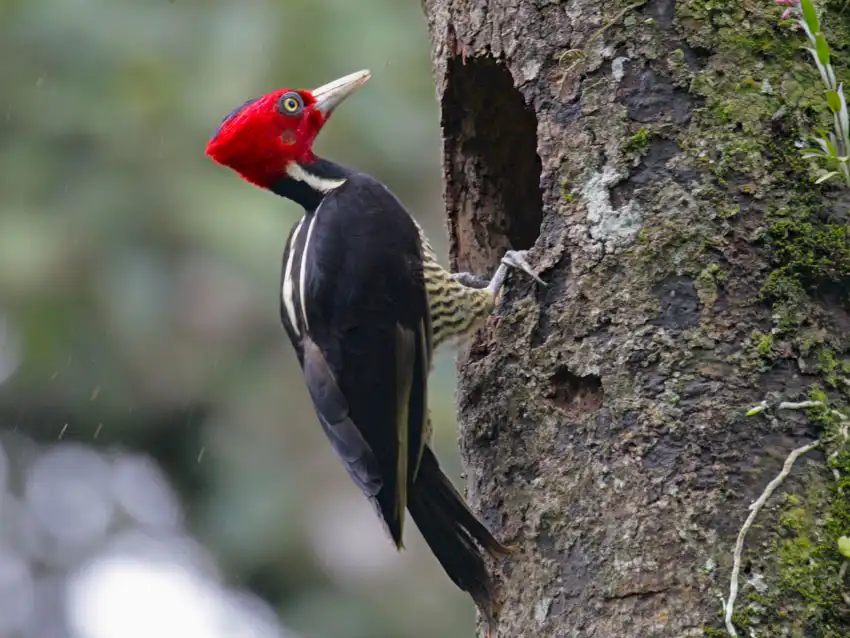 Tour al Parque Nacional Manu desde Cusco 3d/2n