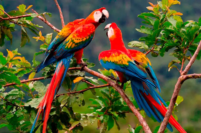 Tour al Parque Nacional Manu desde Cusco 3d/2n