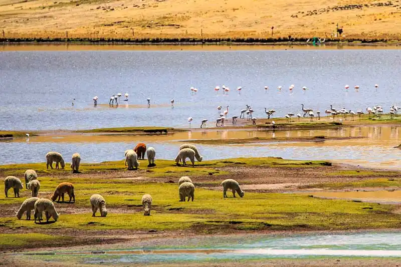 Tour full day al cañón del Colca con conexión a Puno